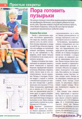 Способ выращивания моркови 18