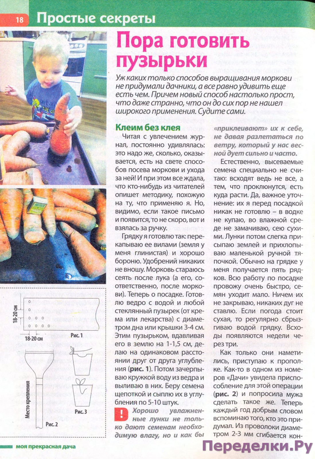 Sposob vyirashhivaniya morkovi 18